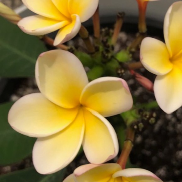 yellowplumeria